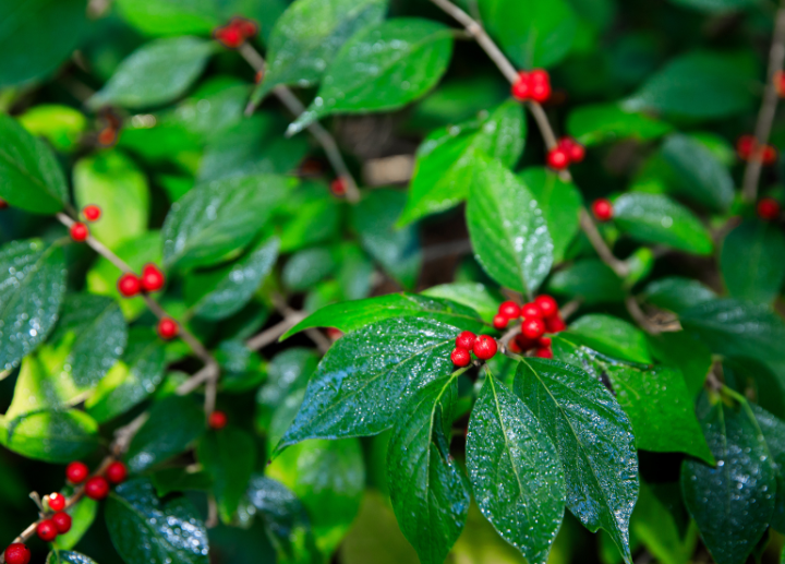 winterberry bush