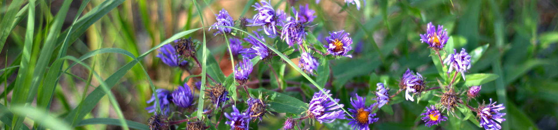 little purple flowers in a bush